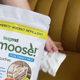 Vamoose demo