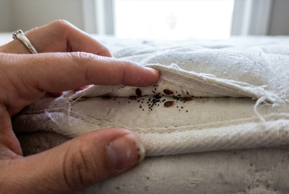 Bed bugs spreading from the mattress seam