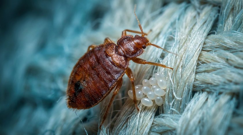 A bed bug and its eggs tucked into mattress fibers