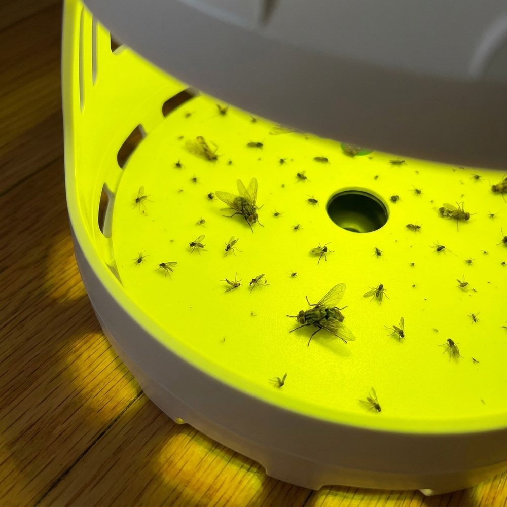 Fleas caught on the Termination Station sticky pad