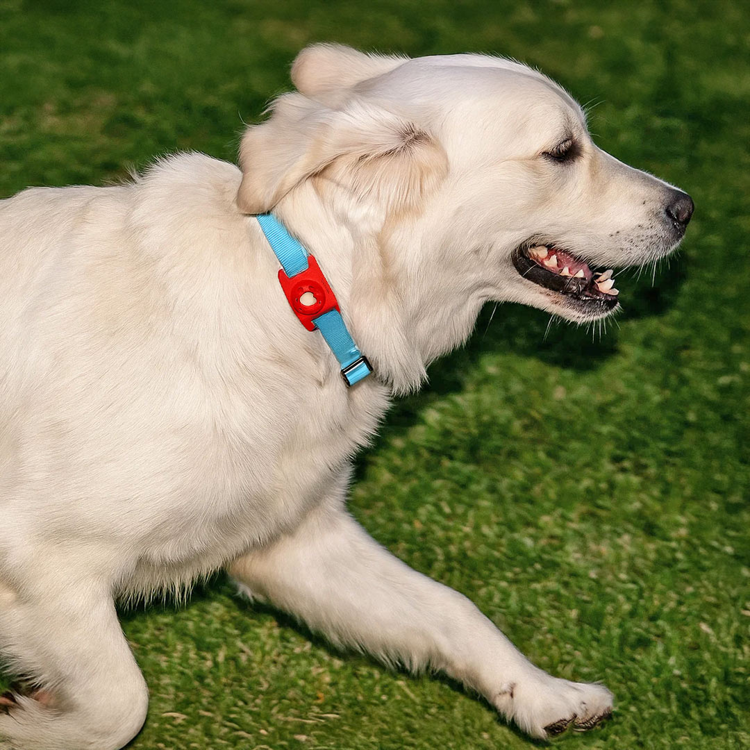 12-3-flea-tick-body