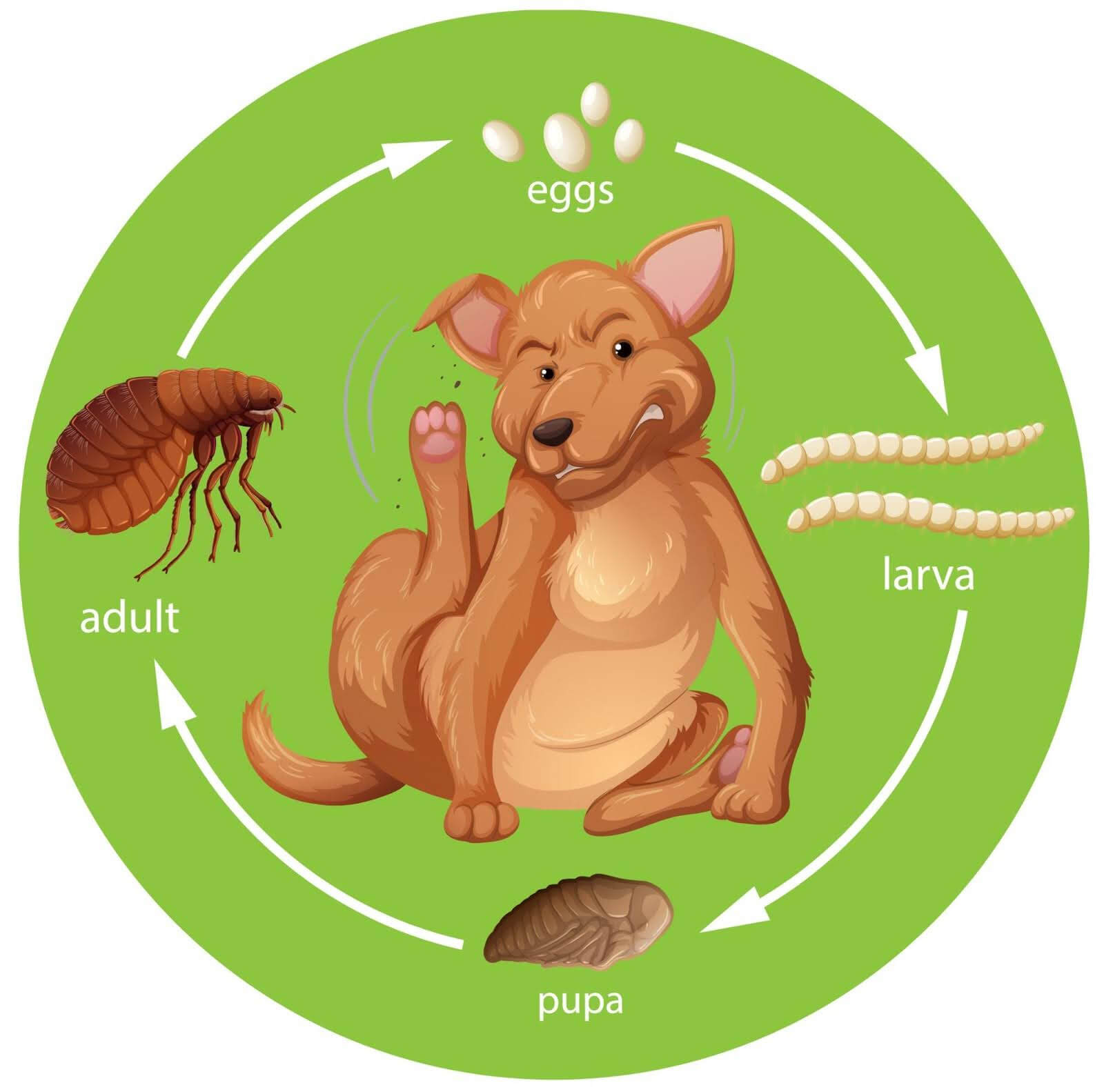 2-flea-body-fm-doc