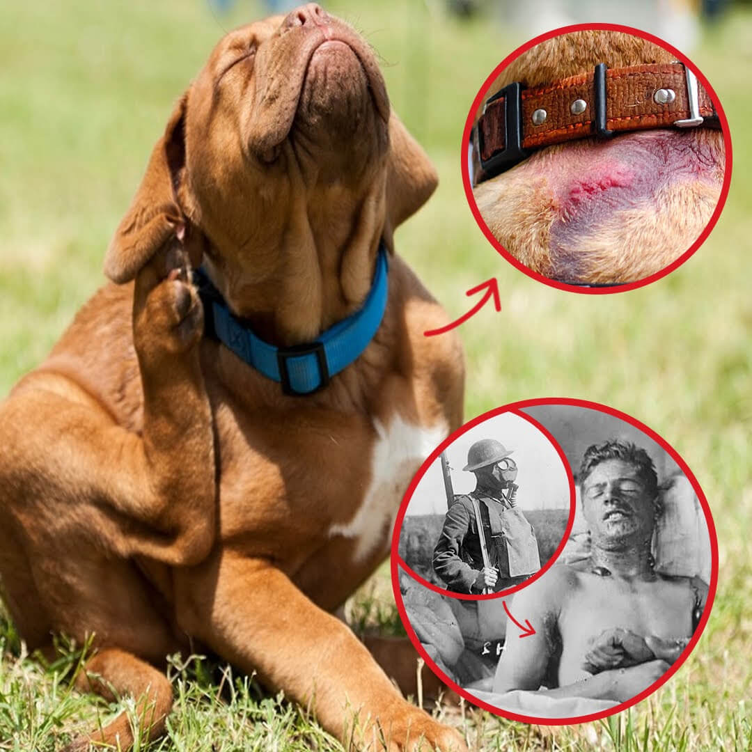 3-flea-body-fm-doc