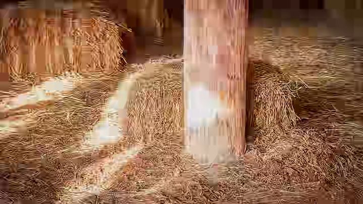 Vamoose demo