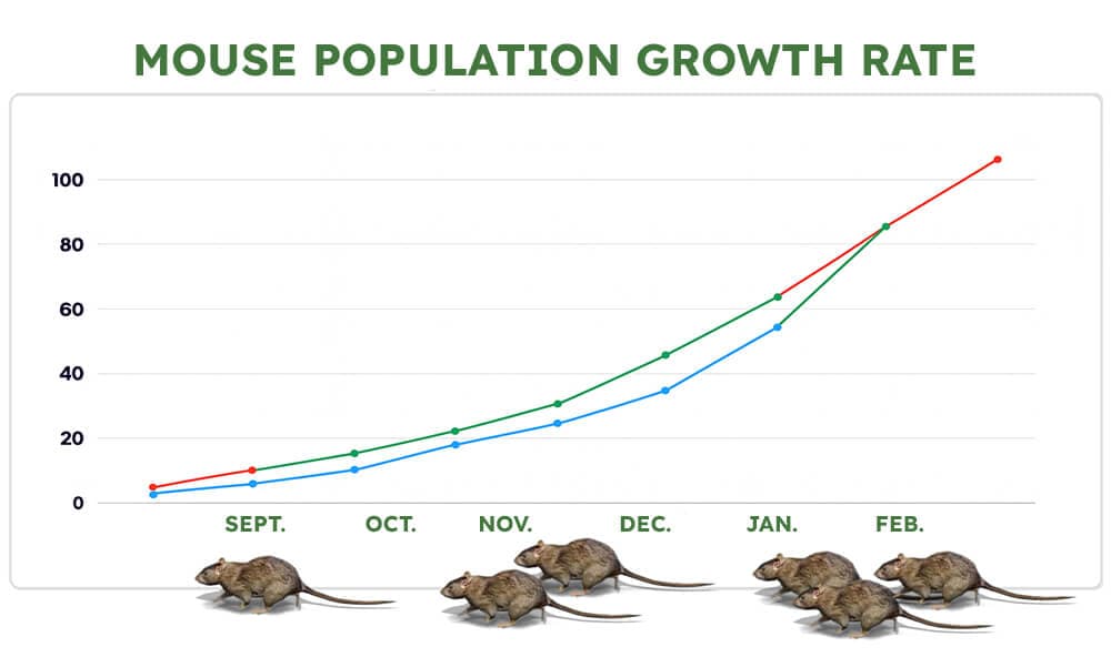 Winter mouse population growth